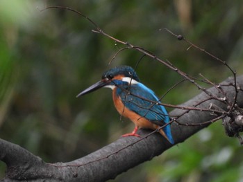 Common Kingfisher 立川 Mon, 5/2/2022