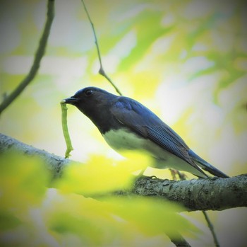 Blue-and-white Flycatcher 姫路市自然観察の森 Mon, 5/2/2022