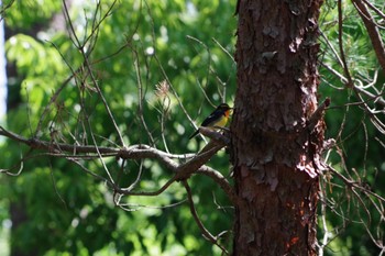 Mon, 5/2/2022 Birding report at 静岡県立森林公園