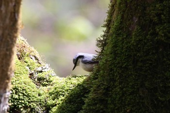 ゴジュウカラ 柳沢峠 2022年5月2日(月)