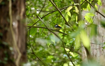 Narcissus Flycatcher 八王子城跡 Mon, 5/2/2022