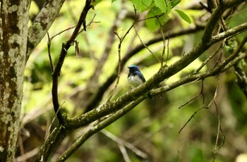 Blue-and-white Flycatcher 八王子城跡 Mon, 5/2/2022