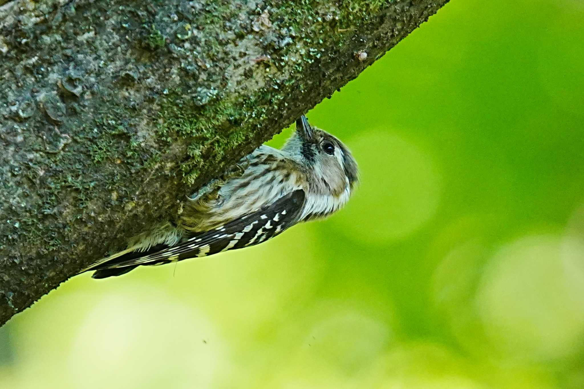 Japanese Pygmy Woodpecker