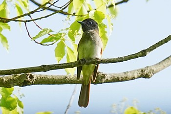 サンコウチョウ Ojk 2022年5月2日(月)