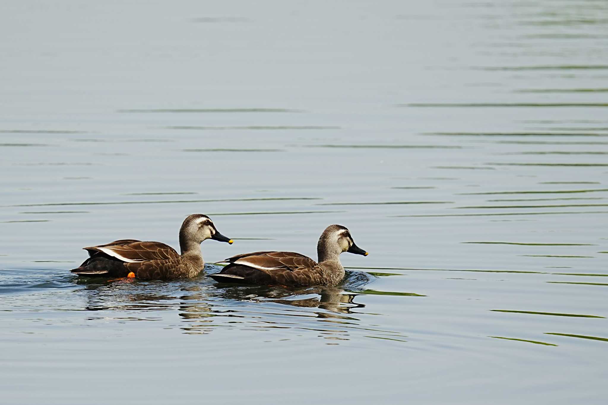 Eastern Spot-billed Duck