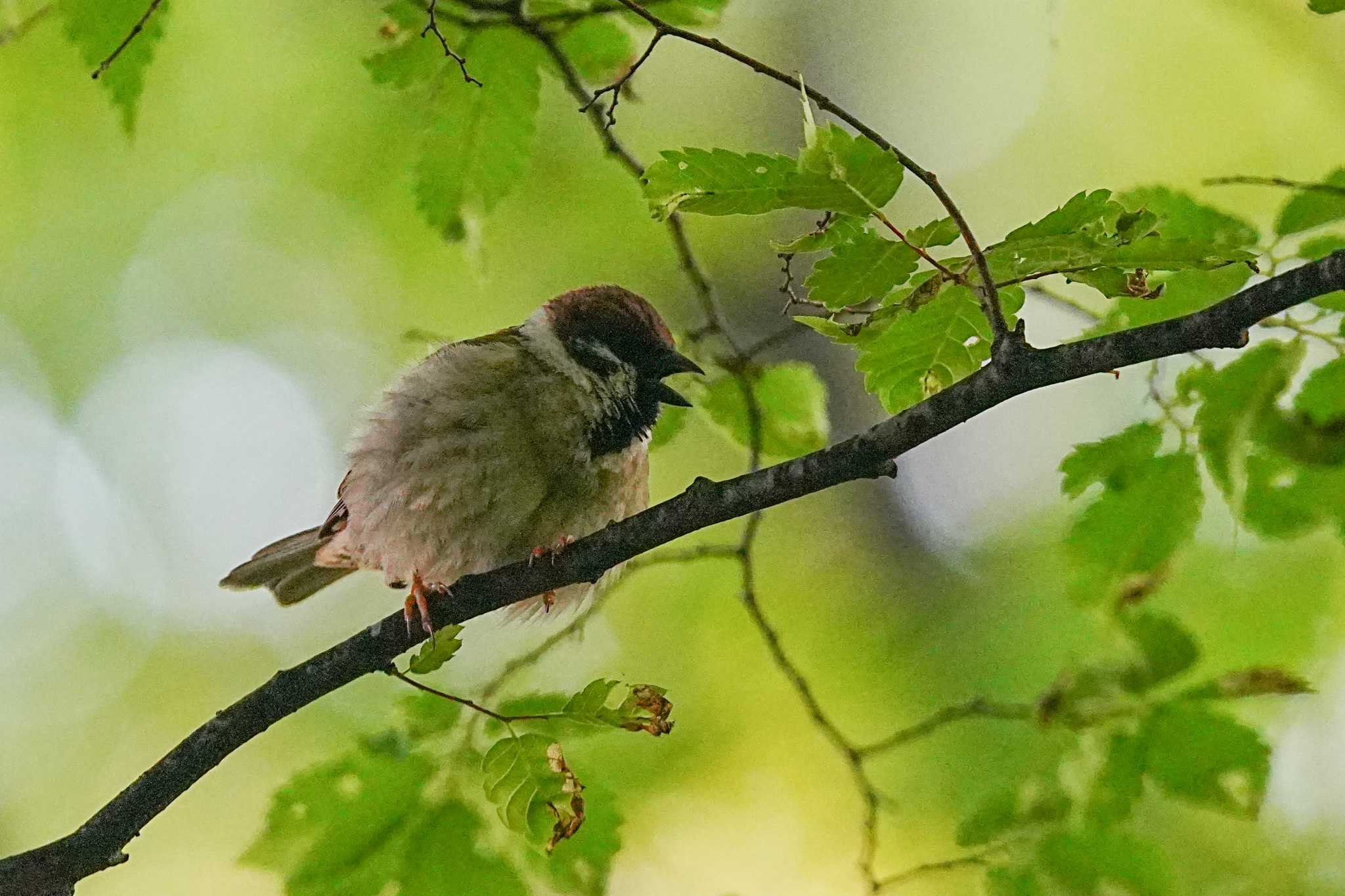 Eurasian Tree Sparrow