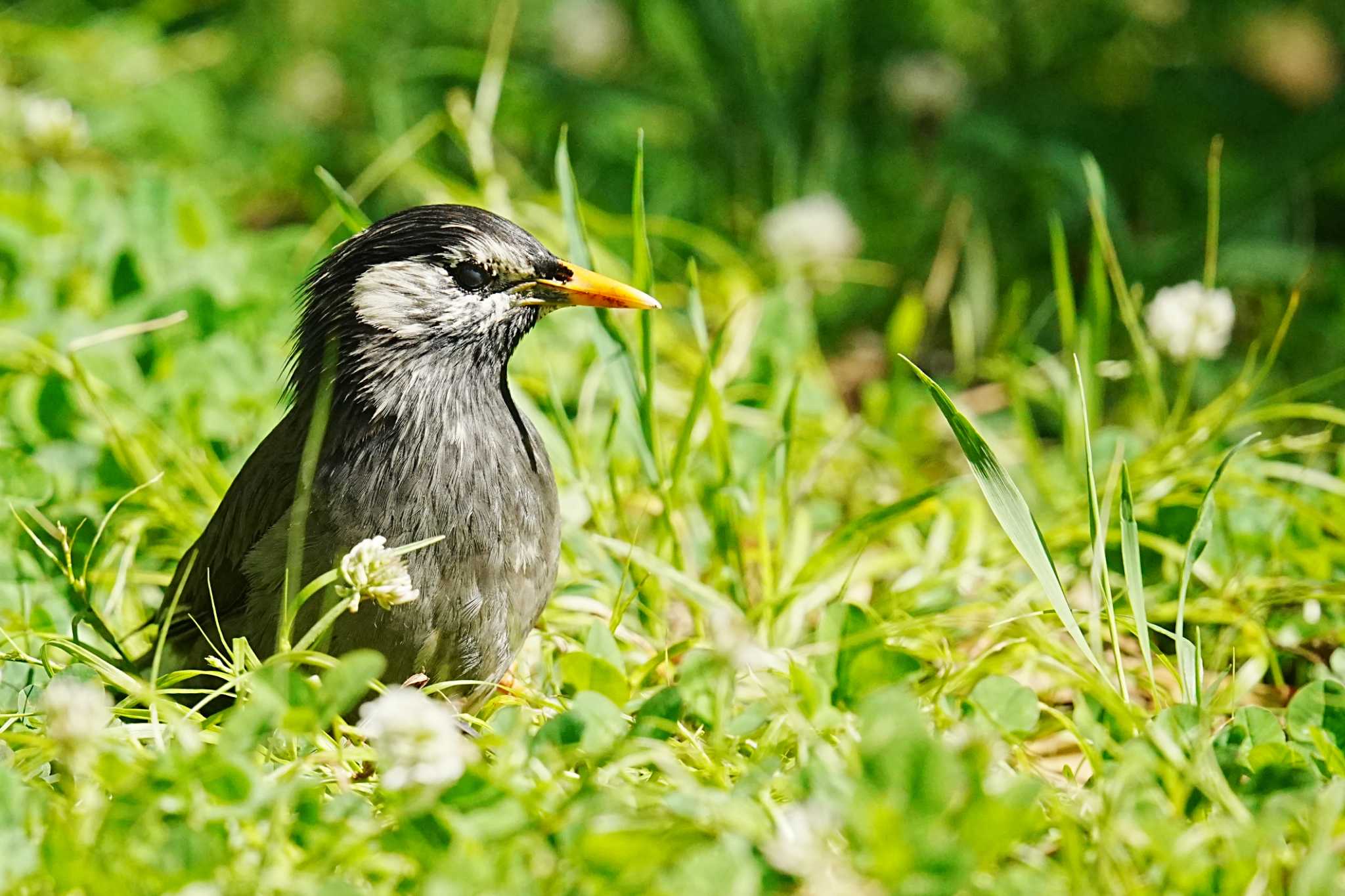 White-cheeked Starling