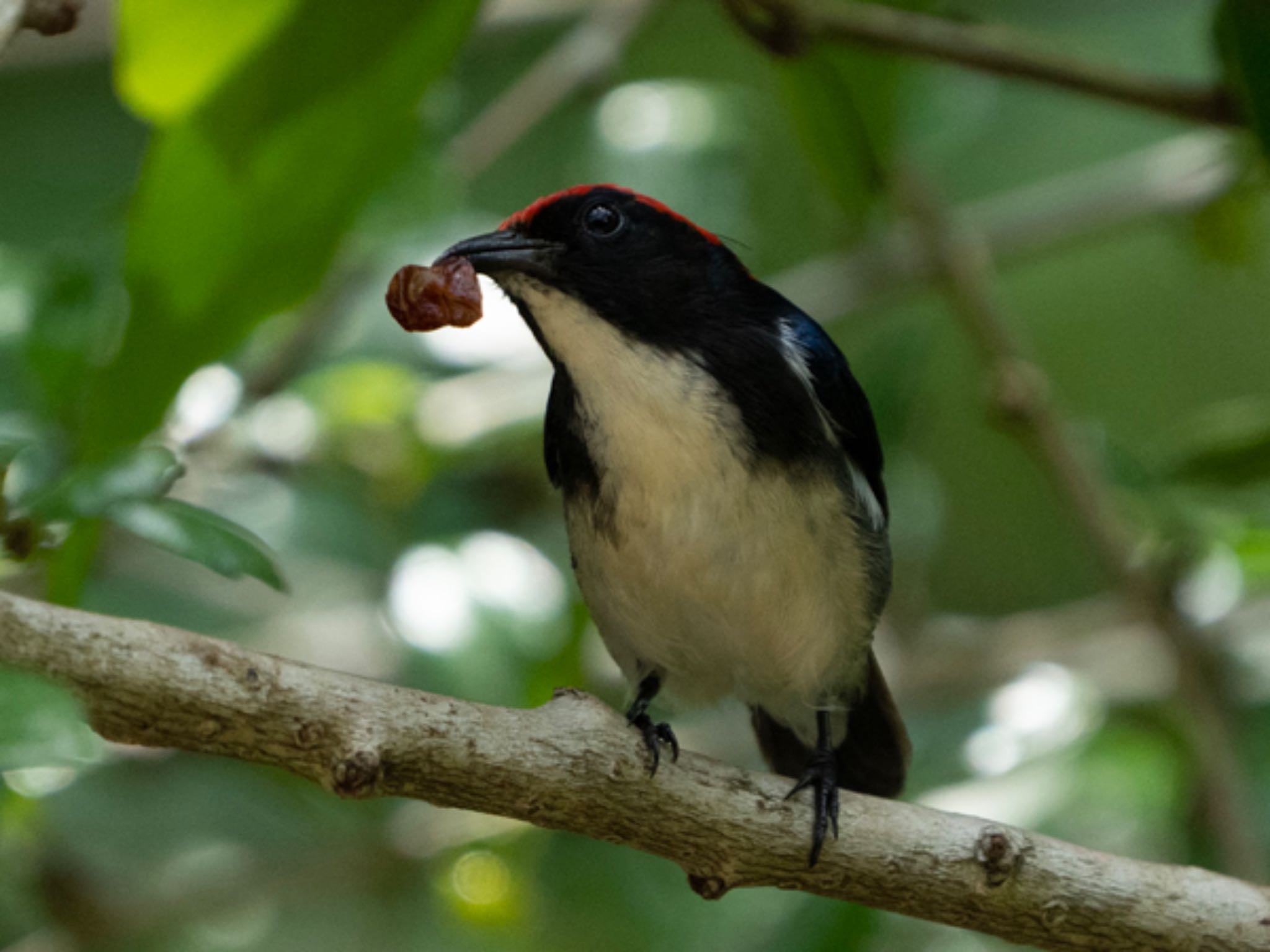 Photo of Scarlet-backed Flowerpecker at Dairy Farm Nature Park by T K