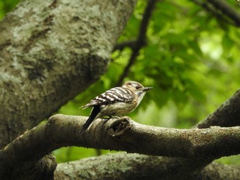 Mon, 5/2/2022 Birding report at Aobanomori Park