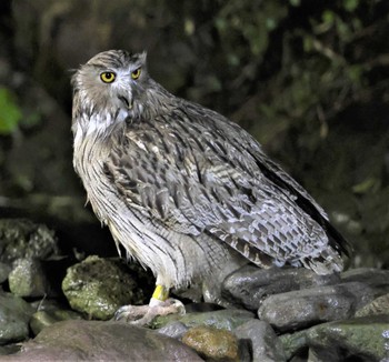 Blakiston's Fish Owl 鷲の宿 Mon, 5/2/2022