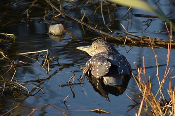 Black-crowned Night Heron Unknown Spots Tue, 11/28/2017