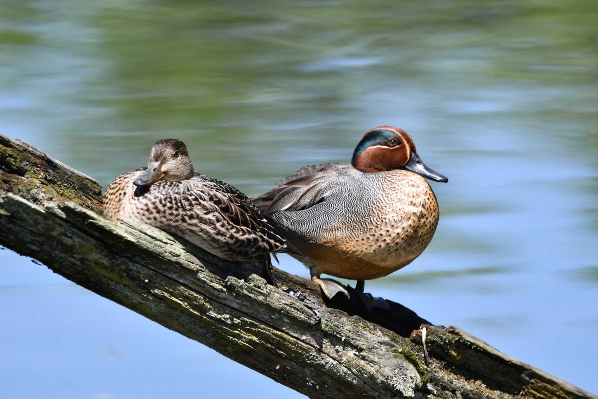 Eurasian Teal