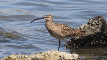 チュウシャクシギ 東京港野鳥公園 2022年4月30日(土)