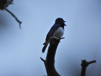 Blue-and-white Flycatcher 静岡県立森林公園 Mon, 5/2/2022