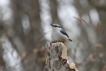 2022年4月23日(土) 青森県の野鳥観察記録