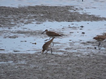 Mon, 5/2/2022 Birding report at 高松干潟(四日市)