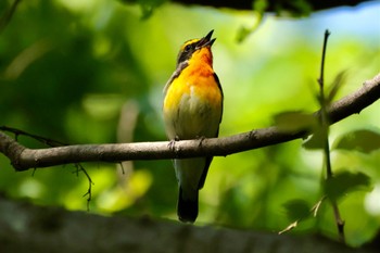 キビタキ 大麻生野鳥の森公園 2022年5月2日(月)