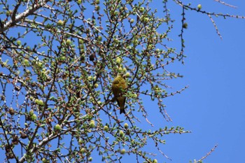 Grey-capped Greenfinch 茅野市 Sat, 4/30/2022