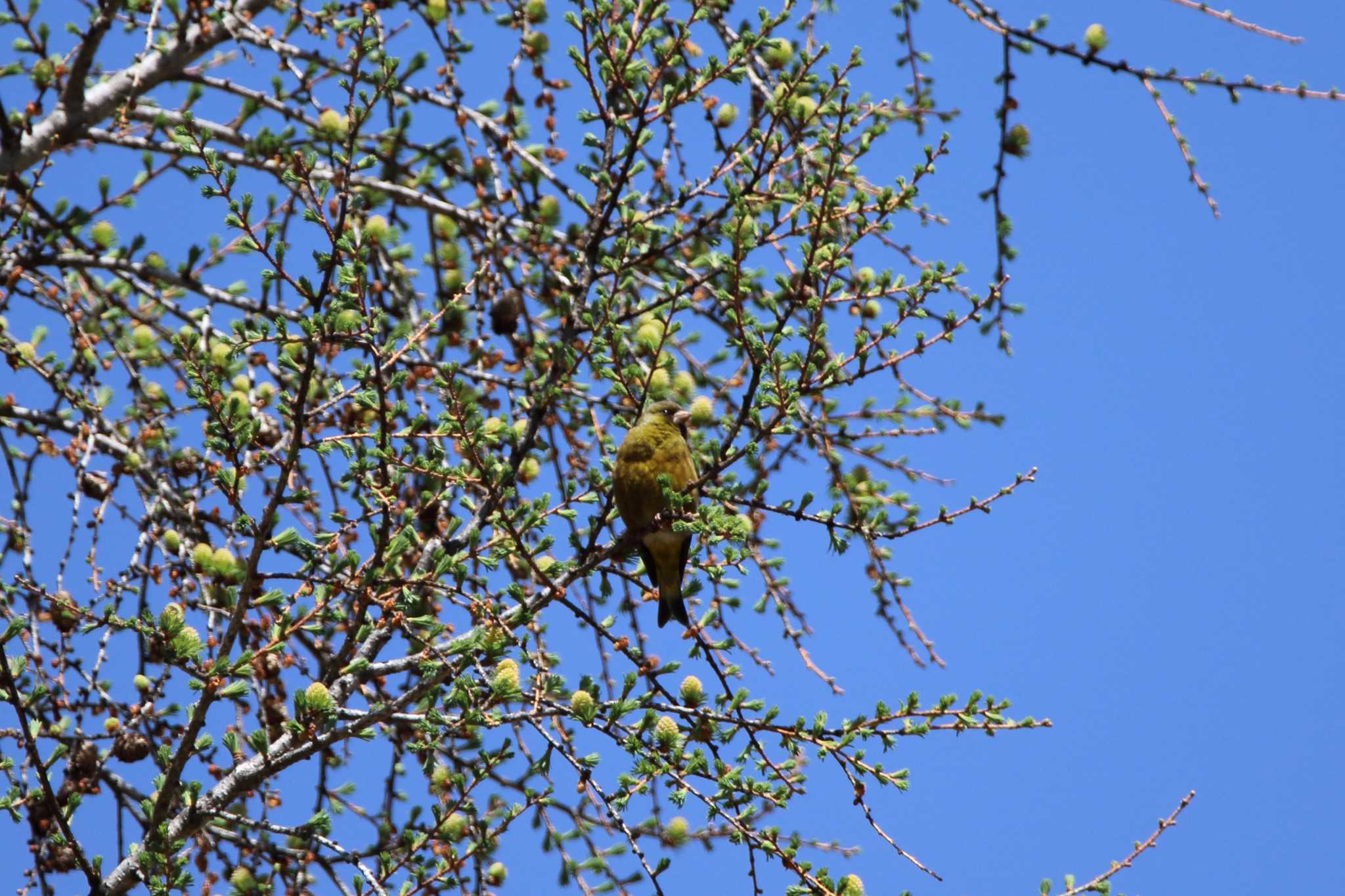 Photo of Grey-capped Greenfinch at 茅野市 by reat