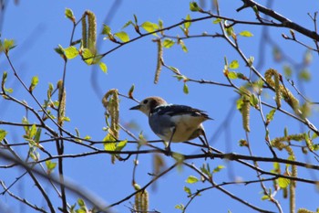 Chestnut-cheeked Starling 茅野市 Sat, 4/30/2022