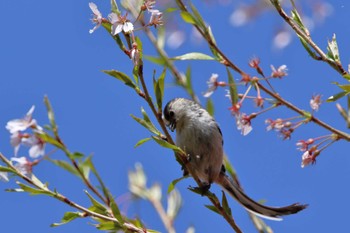 Long-tailed Tit 茅野市 Sat, 4/30/2022