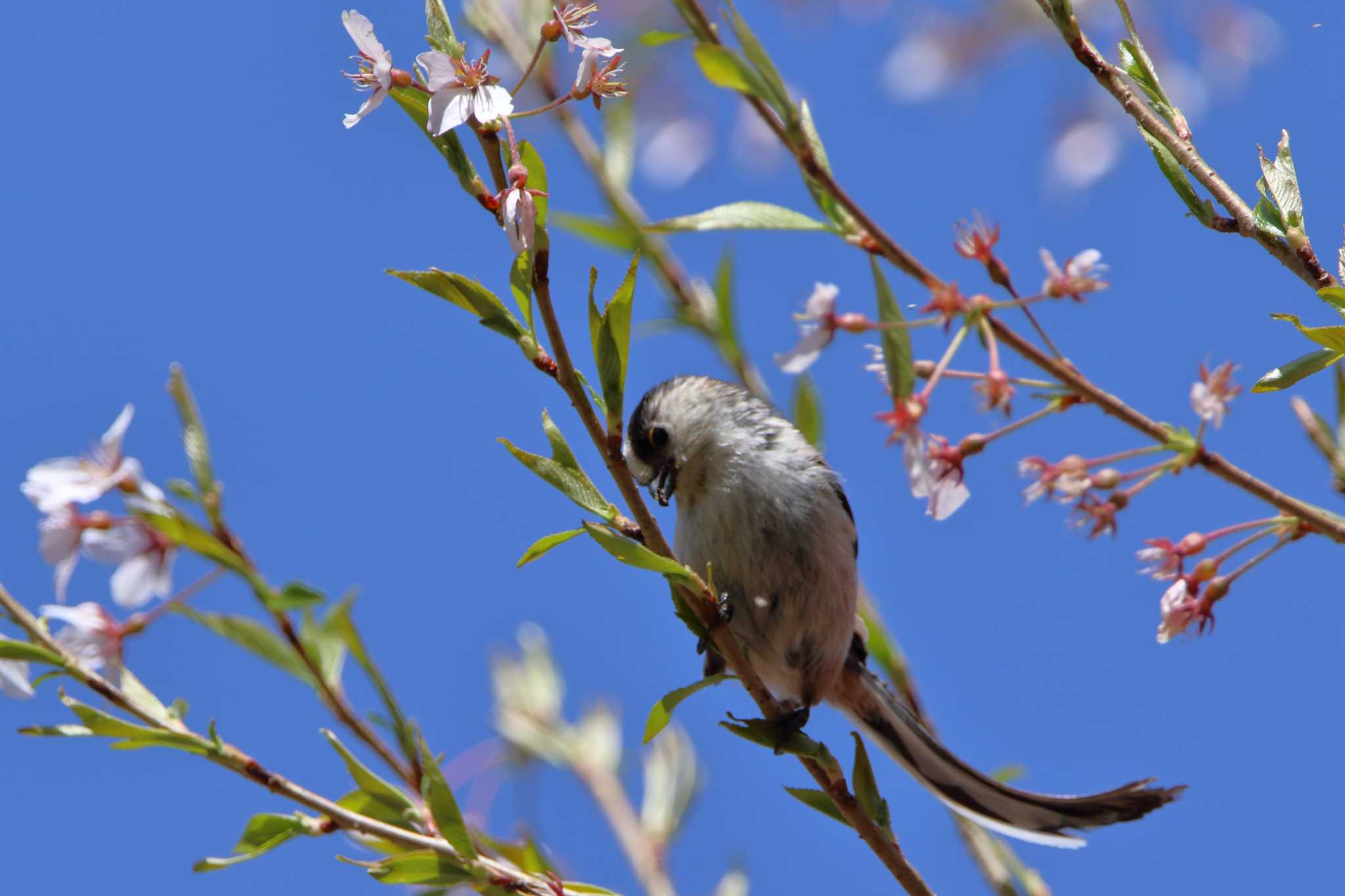 Photo of Long-tailed Tit at 茅野市 by reat