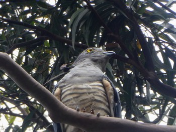 Pacific Baza