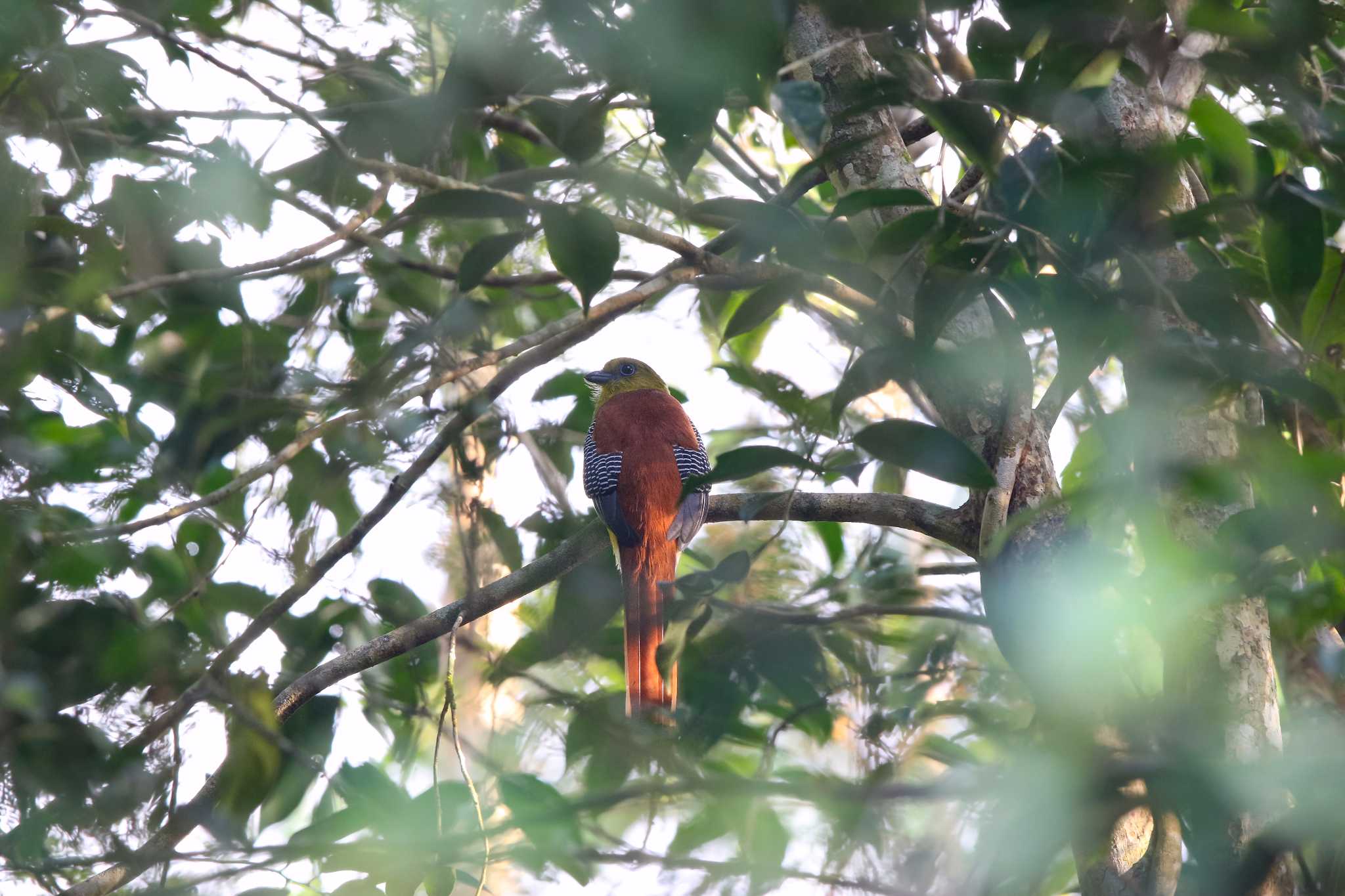 Photo of Orange-breasted Trogon at Kaeng Krachan National Park by Trio