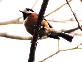 2022年5月2日(月) 舞岡公園の野鳥観察記録