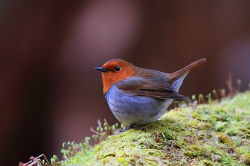 Japanese Robin Unknown Spots Mon, 5/2/2022