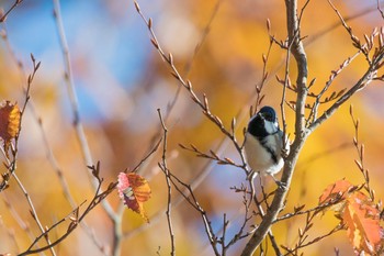 シジュウカラ 早戸川林道 2017年11月29日(水)