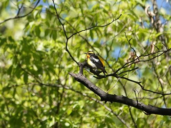 Narcissus Flycatcher Saitama Prefecture Forest Park Mon, 5/2/2022