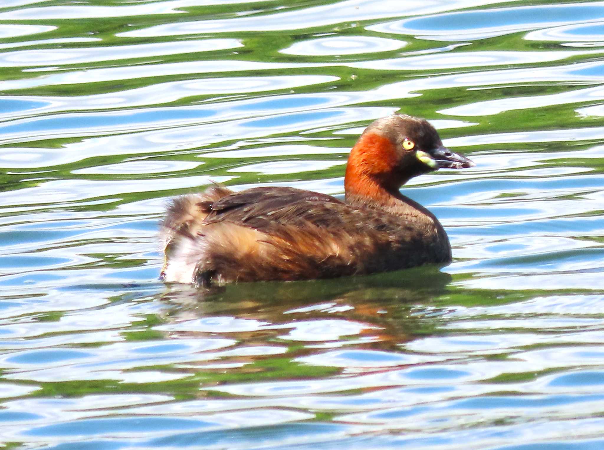 Little Grebe