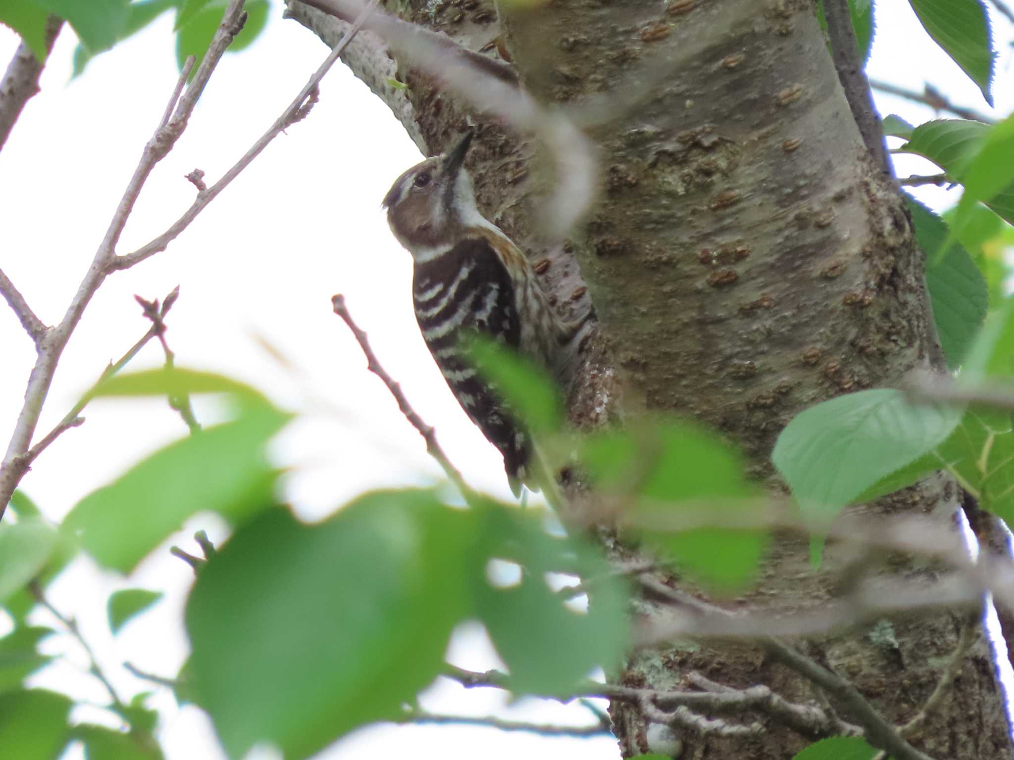 Photo of Japanese Pygmy Woodpecker at 佐賀県 横武クリーク公園 by みそっち