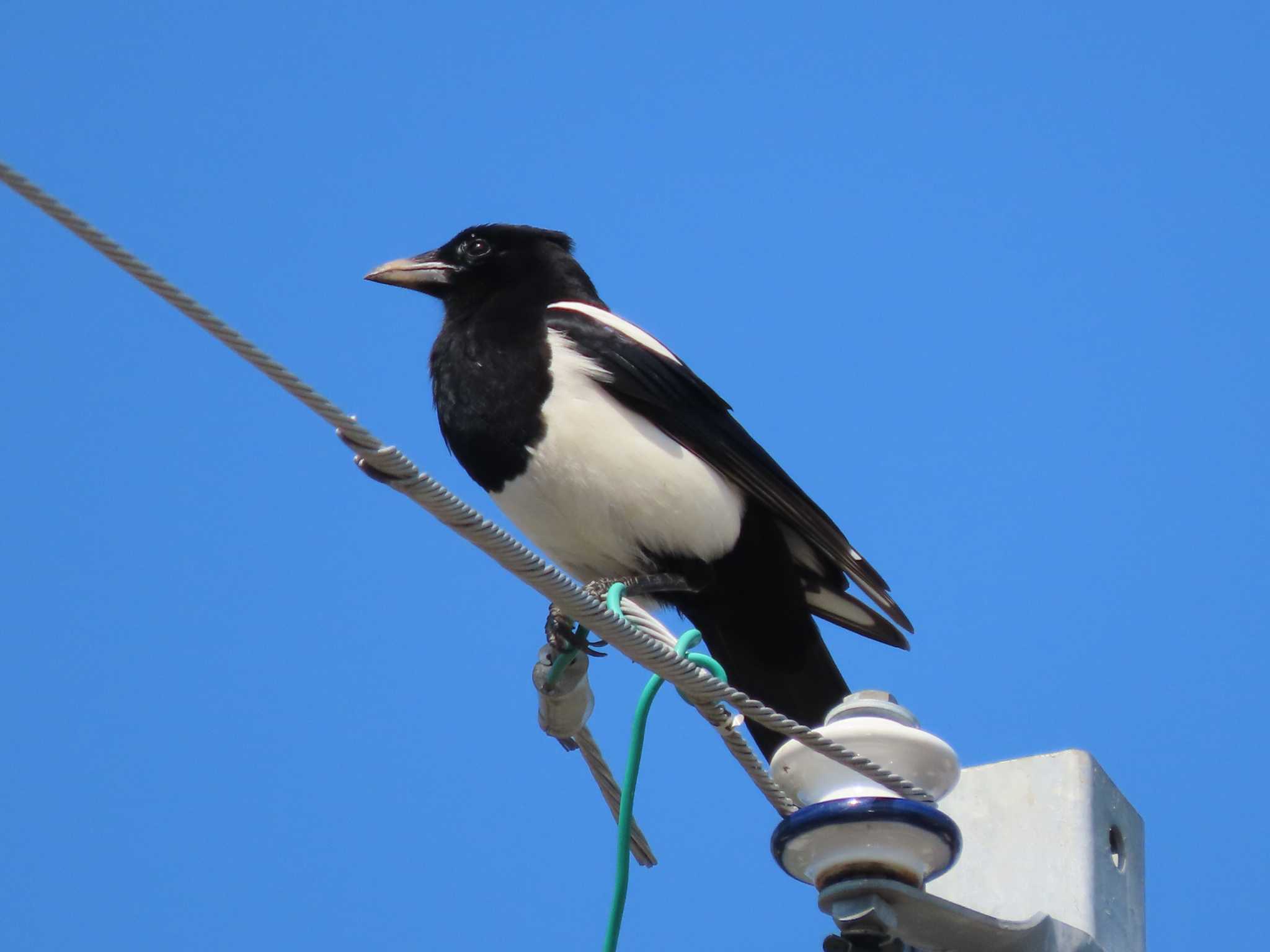 Photo of Eurasian Magpie at 小城公園 by みそっち