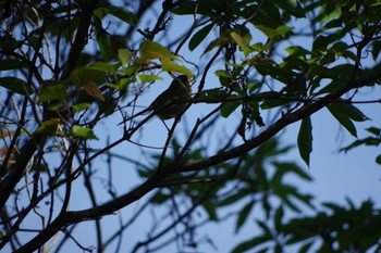 ウグイス 静岡県立森林公園 2022年5月2日(月)