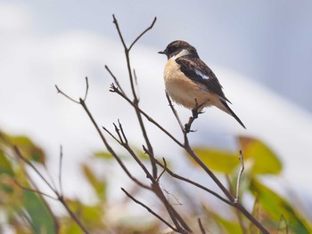 Amur Stonechat Ozegahara Sat, 4/30/2022