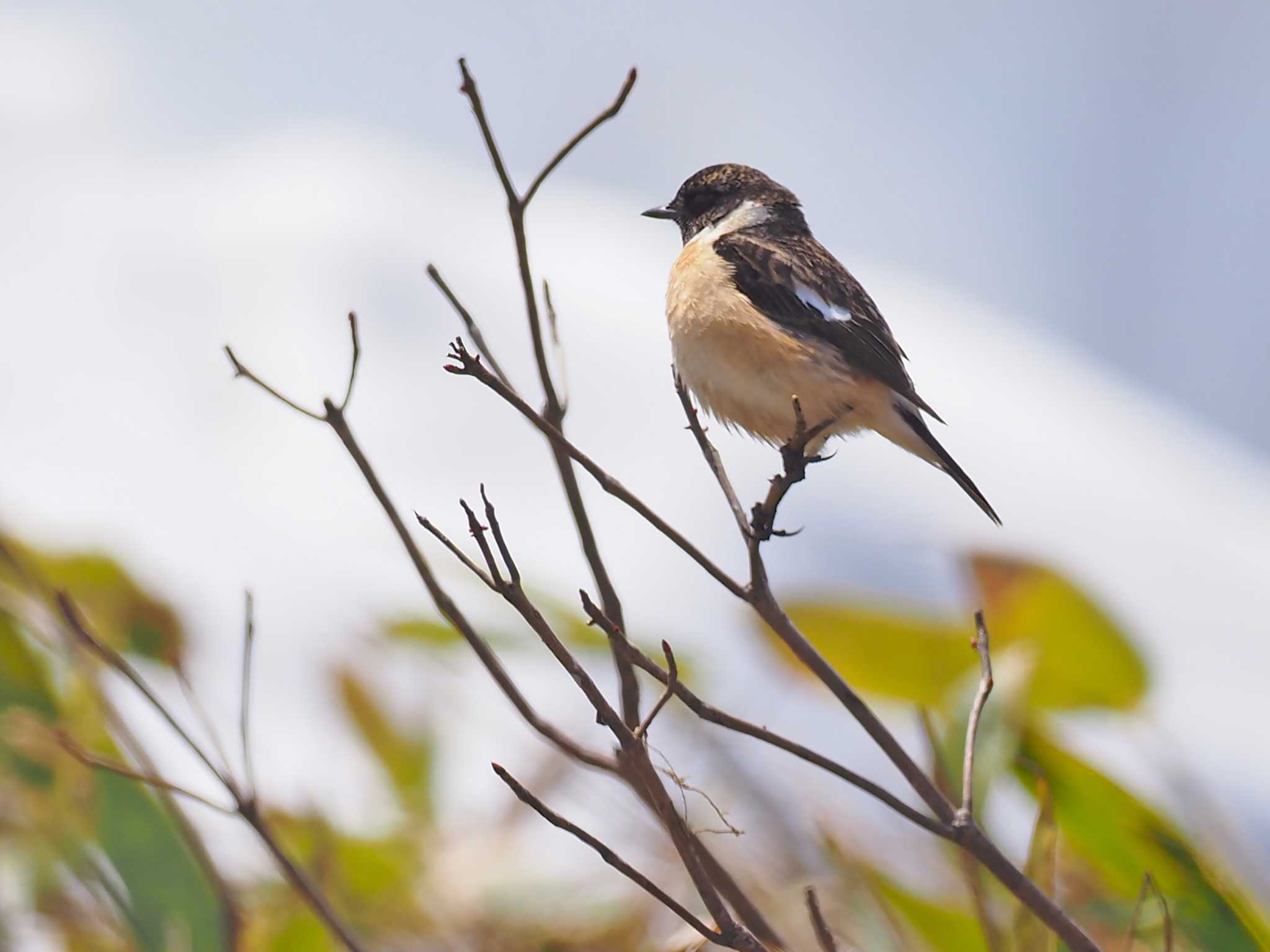 Amur Stonechat