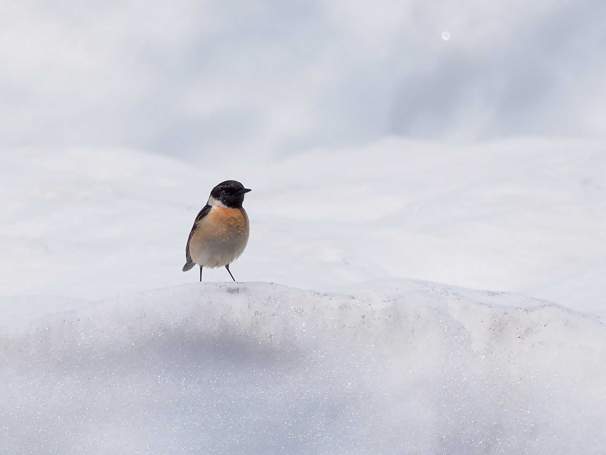 Amur Stonechat