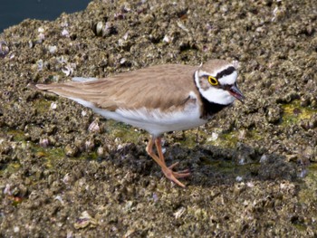 Little Ringed Plover 日の出三番瀬沿い緑道 Sat, 4/23/2022