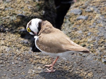 Little Ringed Plover 日の出三番瀬沿い緑道 Sat, 4/23/2022