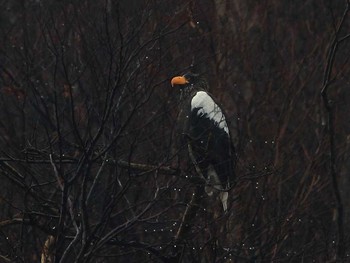 Steller's Sea Eagle Unknown Spots Wed, 11/29/2017