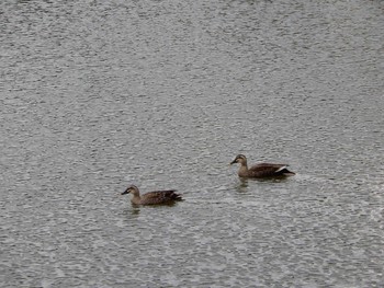 2022年5月2日(月) 六義園の野鳥観察記録