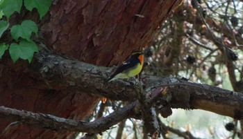 キビタキ 静岡県立森林公園 2022年5月2日(月)