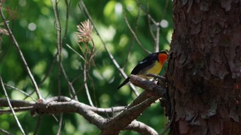 キビタキ 静岡県立森林公園 2022年5月2日(月)