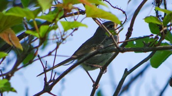 ウグイス 静岡県立森林公園 2022年5月2日(月)