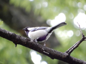 シジュウカラ 六義園 2022年5月2日(月)