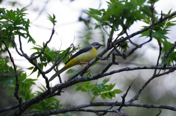 Grey Wagtail 桧原都民の森 Sat, 4/30/2022