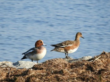 Eurasian Wigeon 琵琶湖 Mon, 11/27/2017