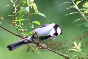 2022年5月2日(月) 大阪城公園の野鳥観察記録